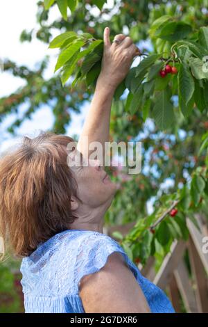 Une femme âgée cueille des cerises mûres en été dans le jardin. La croissance des arbres fruitiers à la retraite. Banque D'Images