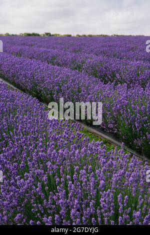 Des rangées de fleurs de lavande d'élevage dans une ferme de lavande Banque D'Images