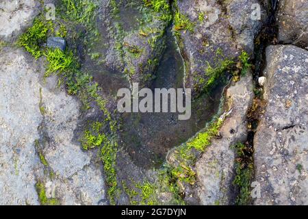 Empreinte de dinosaures dans le rocher d'une plage de Corran près de Staffin Bay, île de Skye, Écosse Banque D'Images