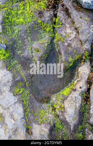 Empreinte de dinosaures dans le rocher d'une plage de Corran près de Staffin Bay, île de Skye, Écosse Banque D'Images