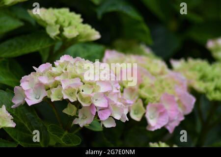 Une hortensia macrophylla en fleurs dans un jardin de campagne anglais Banque D'Images