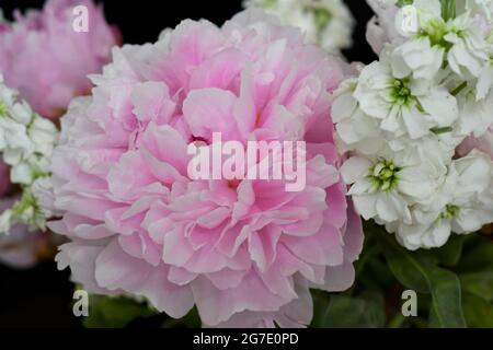 Beau bouquet de mariage de pivoines roses et de doubles bourses à fleurs Banque D'Images