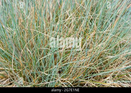 Festuca glauca 'bleu intense' herbe de gros plan Banque D'Images