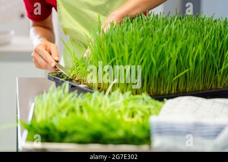 La récolte à l'aide d'un couteau d'agropyre jardinier Banque D'Images