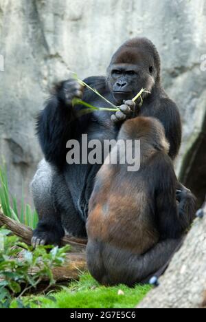 Gorillas des basses terres de l'Ouest, Gorilla gorilla gorilla Banque D'Images