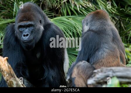 Gorillas des basses terres de l'Ouest, Gorilla gorilla gorilla Banque D'Images