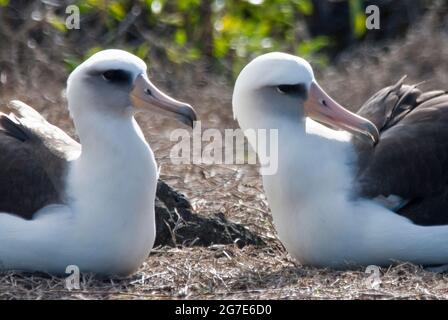 Albatros de Laysan, Phoebastria immutabilis Banque D'Images