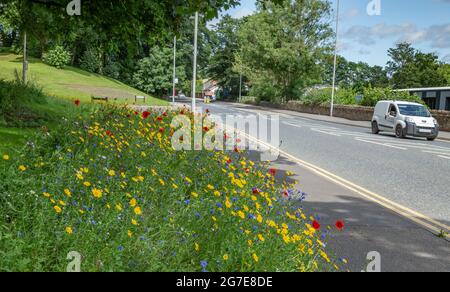 Une bordure de route de fleurs sauvages à côté d'Otley Road à Baildon, West Yorkshire, Angleterre. Banque D'Images