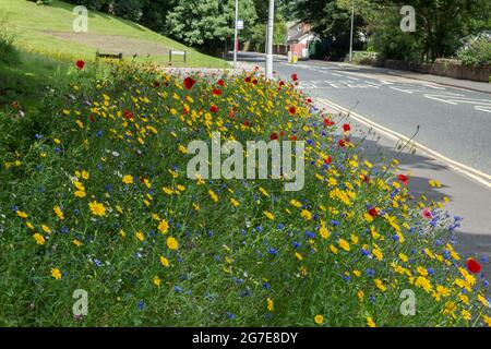 Une bordure de route de fleurs sauvages à côté d'Otley Road à Baildon, West Yorkshire, Angleterre. Banque D'Images