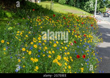 Une bordure de route de fleurs sauvages à côté d'Otley Road à Baildon, West Yorkshire, Angleterre. Banque D'Images