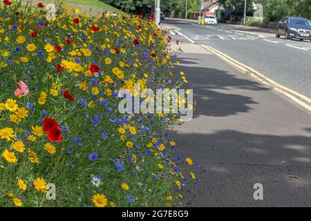 Une bordure de route de fleurs sauvages à côté d'Otley Road à Baildon, West Yorkshire, Angleterre. Banque D'Images