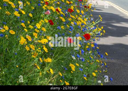 Une bordure de route de fleurs sauvages à côté d'Otley Road à Baildon, West Yorkshire, Angleterre. Banque D'Images