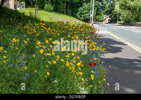 Une bordure de route de fleurs sauvages à côté d'Otley Road à Baildon, West Yorkshire, Angleterre. Banque D'Images