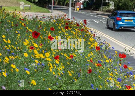 Une bordure de route de fleurs sauvages à côté d'Otley Road à Baildon, West Yorkshire, Angleterre. Banque D'Images