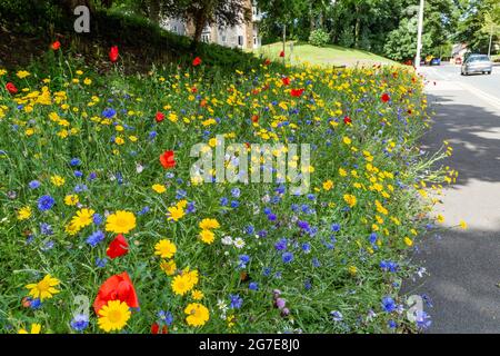 Une bordure de route de fleurs sauvages à côté d'Otley Road à Baildon, West Yorkshire, Angleterre. Banque D'Images