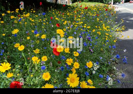 Une bordure de route de fleurs sauvages à côté d'Otley Road à Baildon, West Yorkshire, Angleterre. Banque D'Images