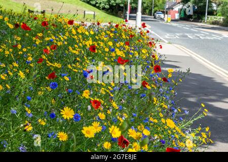 Une bordure de route de fleurs sauvages à côté d'Otley Road à Baildon, West Yorkshire, Angleterre. Banque D'Images