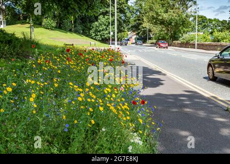 Une bordure de route de fleurs sauvages à côté d'Otley Road à Baildon, West Yorkshire, Angleterre. Banque D'Images