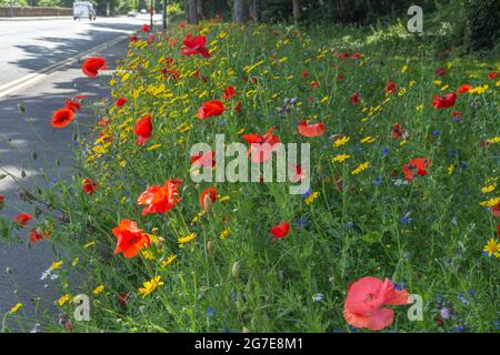 Une bordure de route de fleurs sauvages à côté d'Otley Road à Baildon, West Yorkshire, Angleterre. Banque D'Images