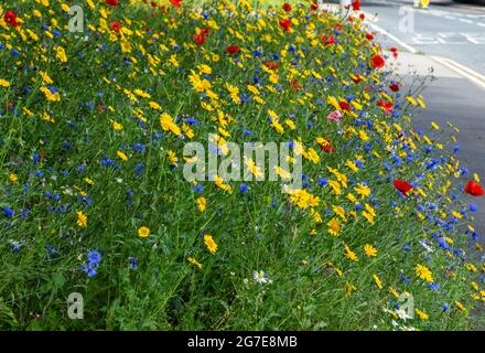 Une bordure de route de fleurs sauvages à côté d'Otley Road à Baildon, West Yorkshire, Angleterre. Banque D'Images