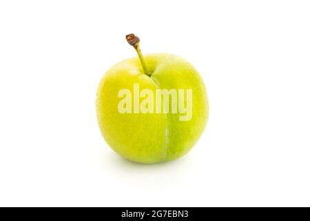 Fresh Greengage isolé sur fond blanc. Vert jaune prune. Prunus domestica subsp. Italica Banque D'Images