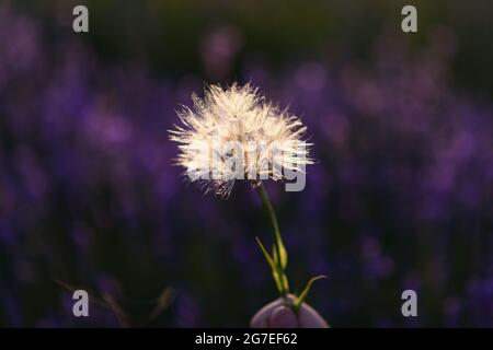 Pissenlit blanc sur fond de lumière du coucher de soleil et de lavande mauve. Banque D'Images