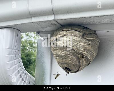 Nid de guêpe attaché au mur extérieur et au toit de la maison comme une colonie de papier gris de hornets de blouson jaune comme insectes volant dans et hors de la structure naturelle Banque D'Images