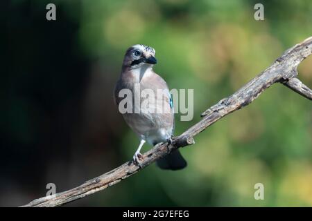 Européen Jay Garrulus glandarius assis sur une branche Banque D'Images