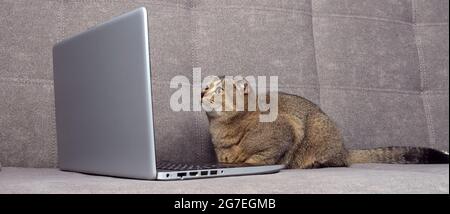 Le magnifique chat écossais de pliage regarde un ordinateur portable sur un canapé gris. Banque D'Images