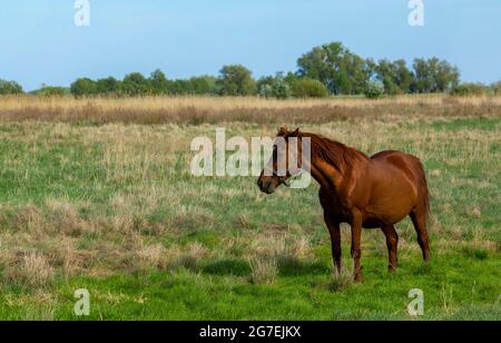 Un jeune cheval brun se tient dans un champ de printemps avec de l'herbe basse. Banque D'Images