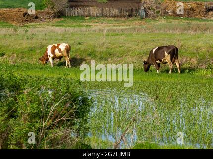 Deux vaches se broutent tôt le matin sur la rive du lac près du village. Banque D'Images