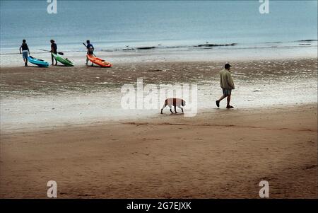 Homme marchant son chien sur la plage de Paignton avec trois surfeurs entrant dans la mer en arrière-plan, Devon -royaume-uni. Banque D'Images