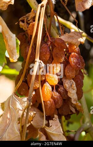 Bouquet de trelliis soleil séché raisins de muscat sur une vigne de raisin. Banque D'Images