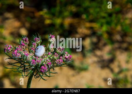 Un escargot passe la journée ensoleillée sur une tête de fleur Banque D'Images