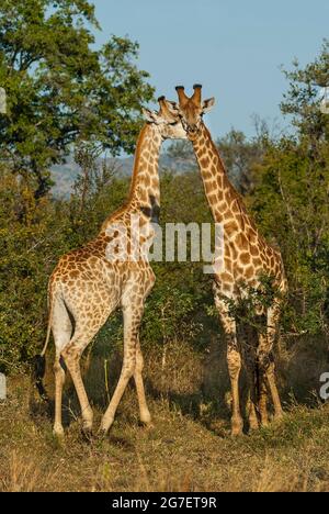 Jiraffa, Giraffa camelopardalis, dans l'environnement de la savane africaine, Parc national Kruger, Afrique du Sud. Banque D'Images