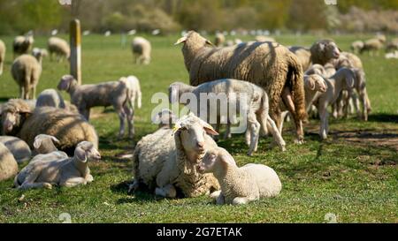 Troupeau de moutons pour l'entretien du paysage sur un pré dans Herrenkrugpark près de Magdeburg en Allemagne Banque D'Images