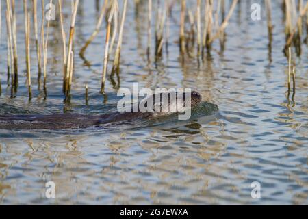 Otter, Rutland Water Banque D'Images