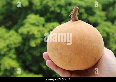 Gros plan d'un fruit de coton mûr frais ou d'un Santol à la main avec un feuillage vert flou en arrière-plan Banque D'Images