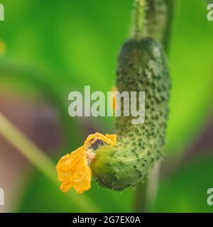 Concombre croqué avec fleur jaune et tendriles gros plan sur le lit de jardin. L'ovaire du concombre, le jeune concombre dans le jardin. Floraison de jaune Banque D'Images