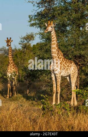 Jiraffa, Giraffa camelopardalis, dans l'environnement de la savane africaine, Parc national Kruger, Afrique du Sud. Banque D'Images