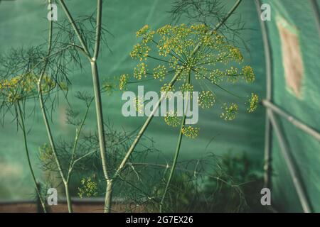 L'aneth (Anethum graveolens) est une plante annuelle de la famille des Apiaceae de céleri. C'est la seule espèce du genre Anethum. Fleurs d'aneth, gros plan Banque D'Images