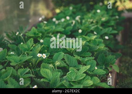 Les fraises fleurissent de fleurs blanches dans le lit de jardin. Jardinage, culture de fraise concept Banque D'Images