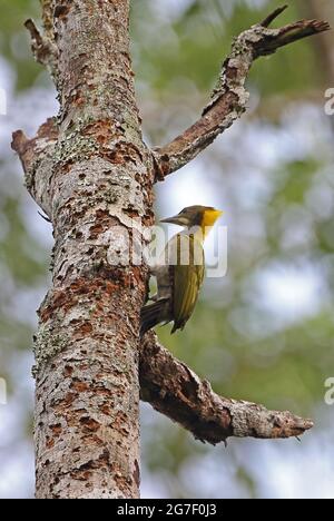 Le grand Yellownape (Chrysophlegma flavinucha lylei) mâle s'accrochant au tronc d'arbre mort Kaeng Krachan NP, Thaïlande Mai Banque D'Images