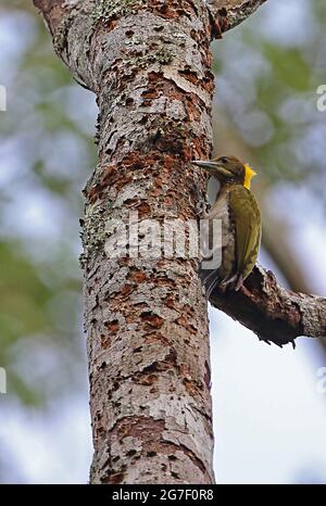 Le grand Yellownape (Chrysophlegma flavinucha lylei) mâle s'accrochant au tronc d'arbre mort Kaeng Krachan NP, Thaïlande Mai Banque D'Images