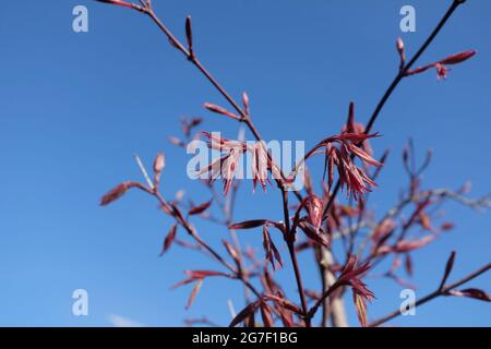 Nouvelles feuilles sur Acer Palmatum, Japanese Maple, Royaume-Uni Banque D'Images