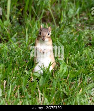 Chipmunk de l'est, Tamias striatus Banque D'Images