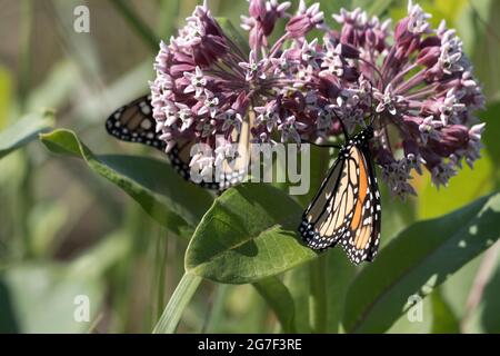 Papillon monarque, Danaus plexippus, se nourrissant de l'herbe à poux Blossom, Asclepias syriaca Banque D'Images