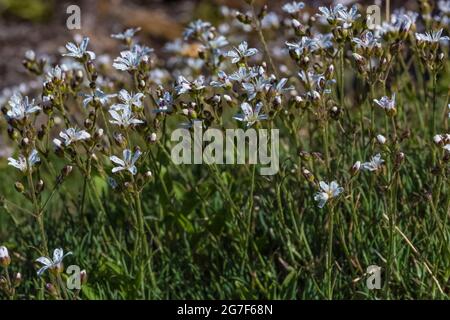 Saxifrage maté, Saxifraga austromontana, floraison près du col Marmot dans la région sauvage de Buckhorn, la forêt nationale olympique, les montagnes olympiques, Washingto Banque D'Images