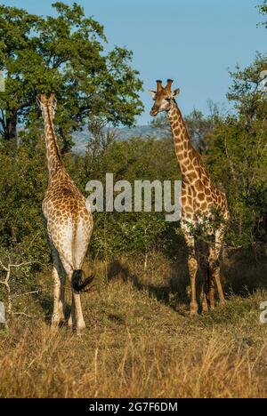 Jiraffa, Giraffa camelopardalis, dans l'environnement de la savane africaine, Parc national Kruger, Afrique du Sud. Banque D'Images