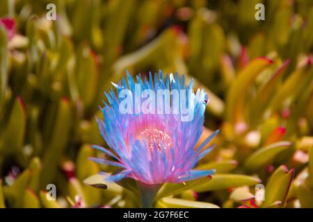 Fleur Carpobrotus rossii plante succulente de couvert végétal, Karkalla Banque D'Images